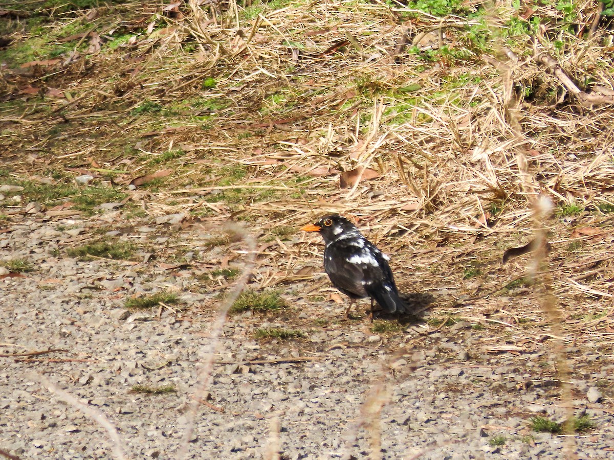 Eurasian Blackbird - ML621550701