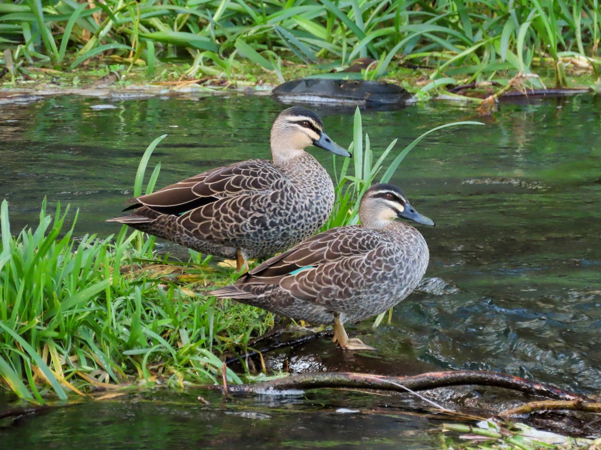 Pacific Black Duck - ML621550706