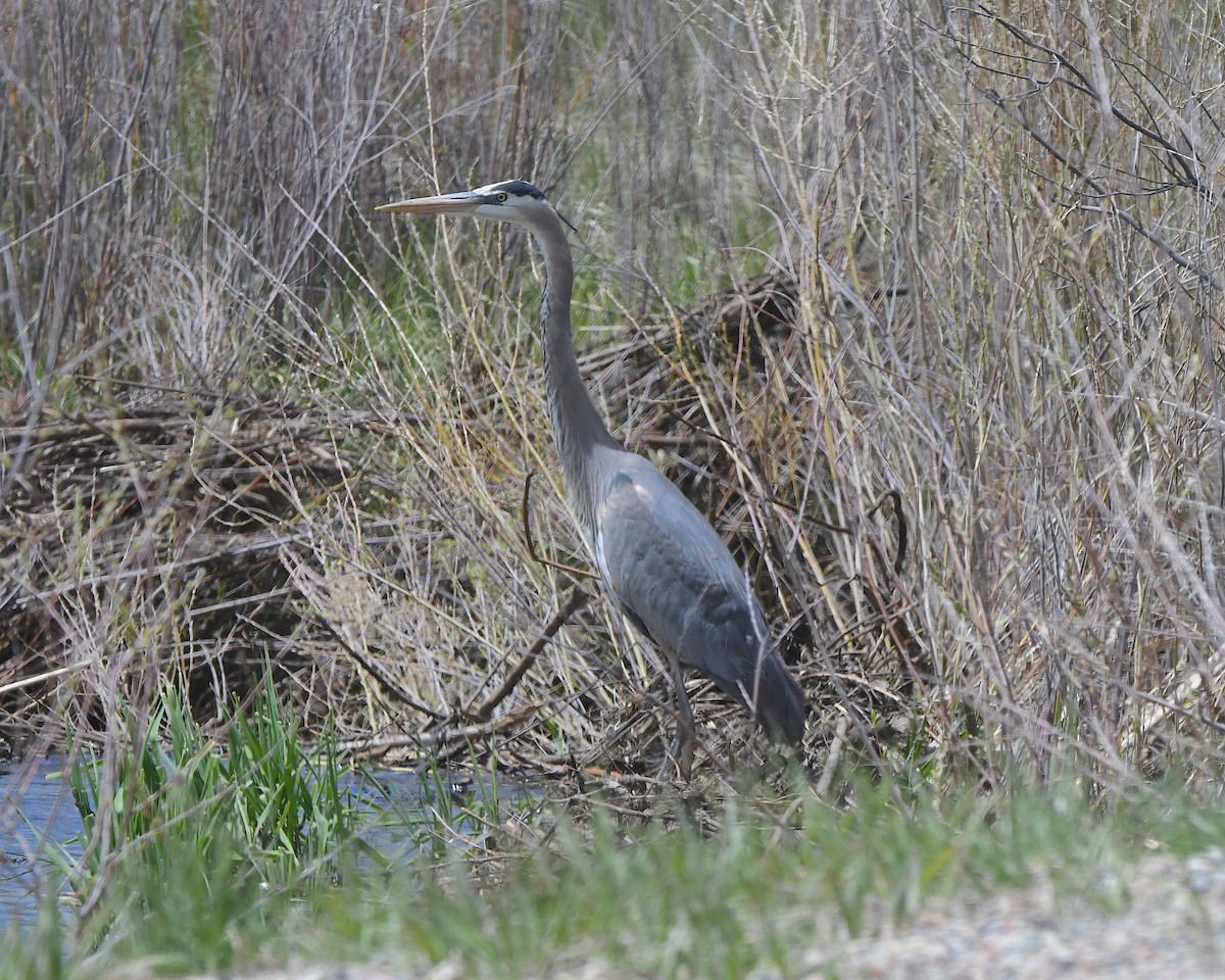 Great Blue Heron - ML621550718