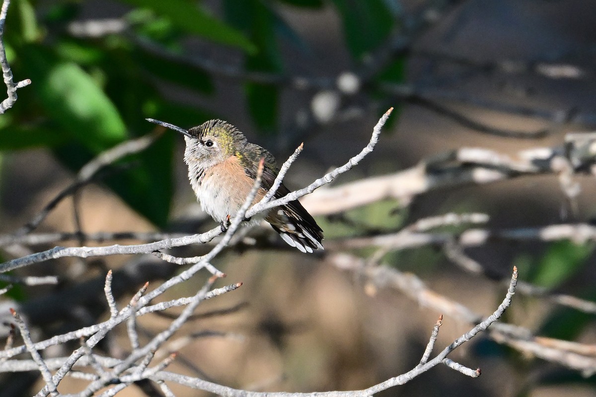 Colibri calliope - ML621550801