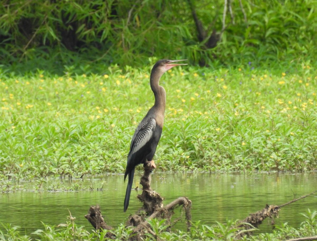 Anhinga d'Amérique - ML621550825