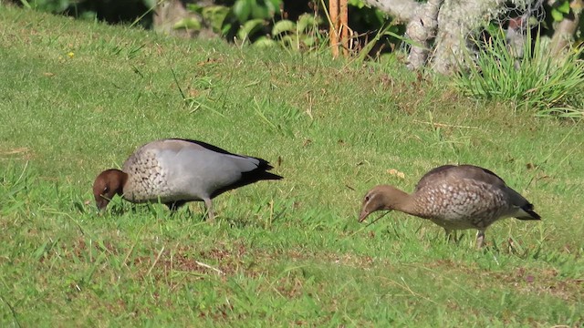 Maned Duck - ML621550837