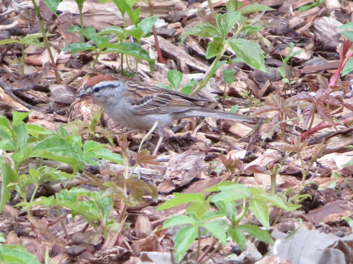 Chipping Sparrow - ML621550859