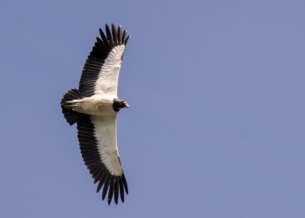 King Vulture - ML621550862