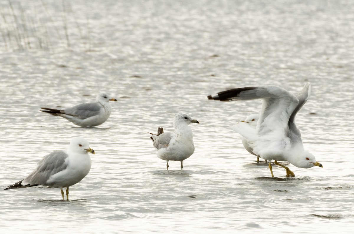 Ring-billed Gull - ML621550880