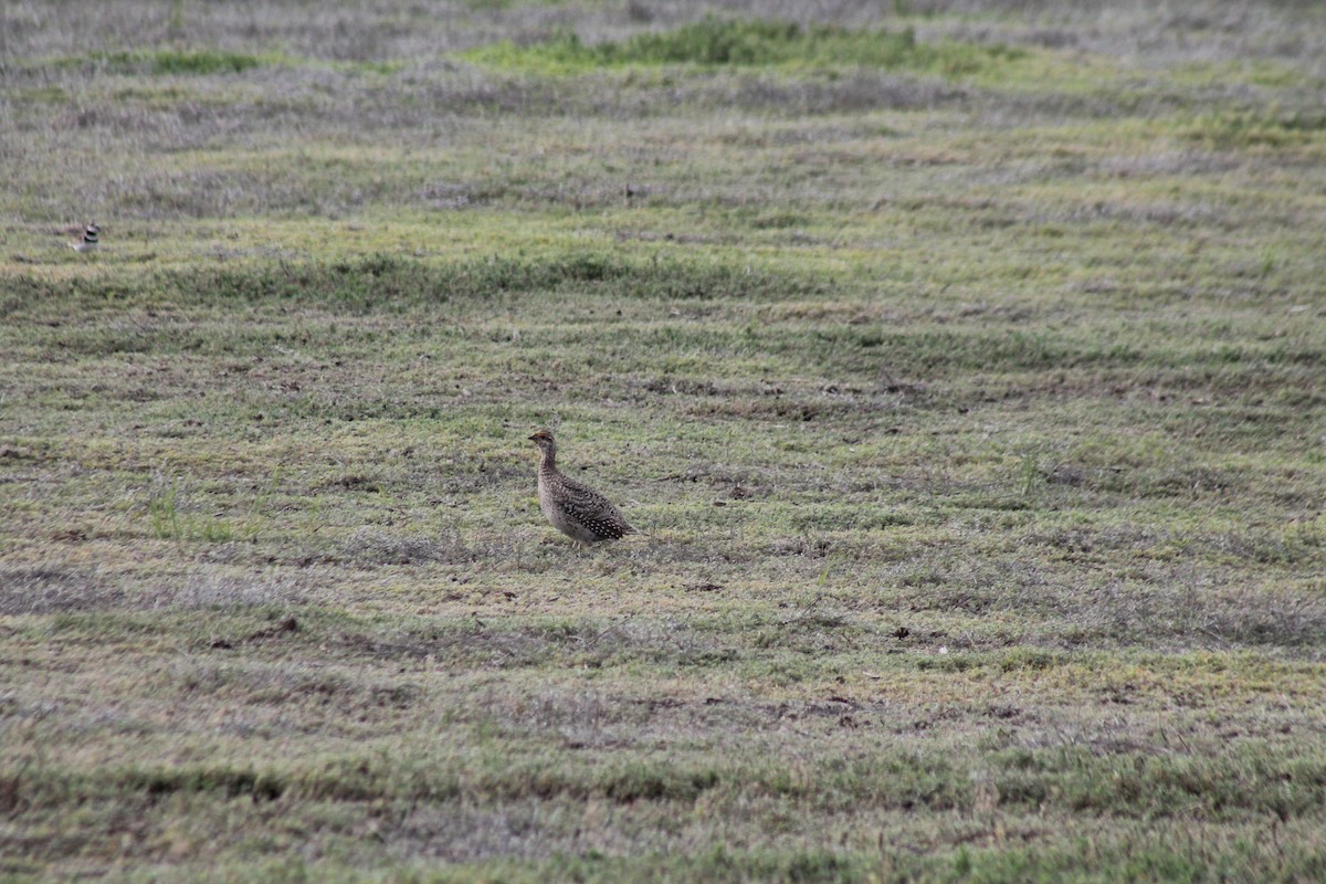 Sharp-tailed Grouse - ML621550895