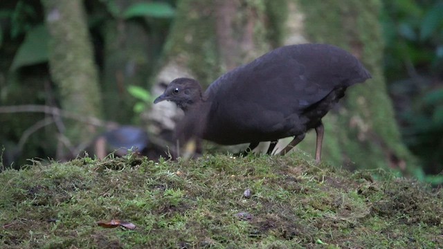 Cinereous Tinamou - ML621550908