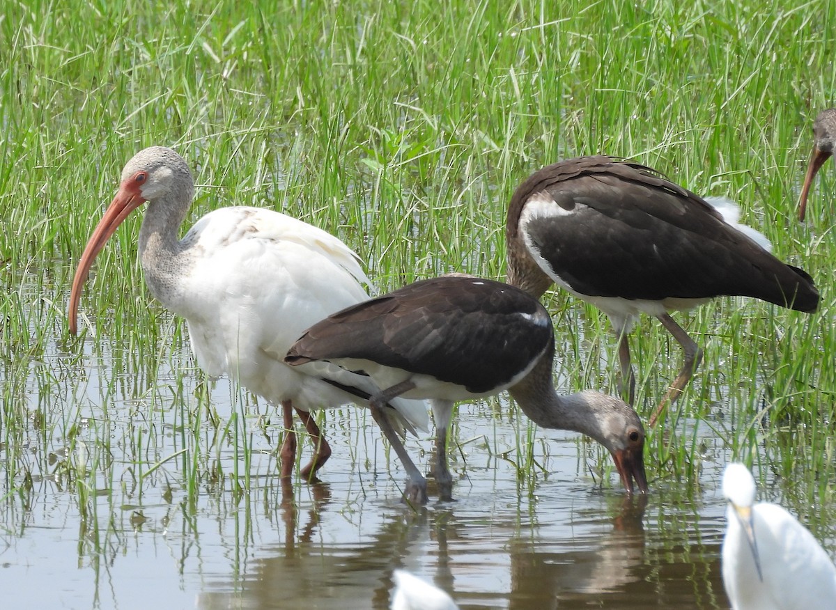 White Ibis - ML621550913