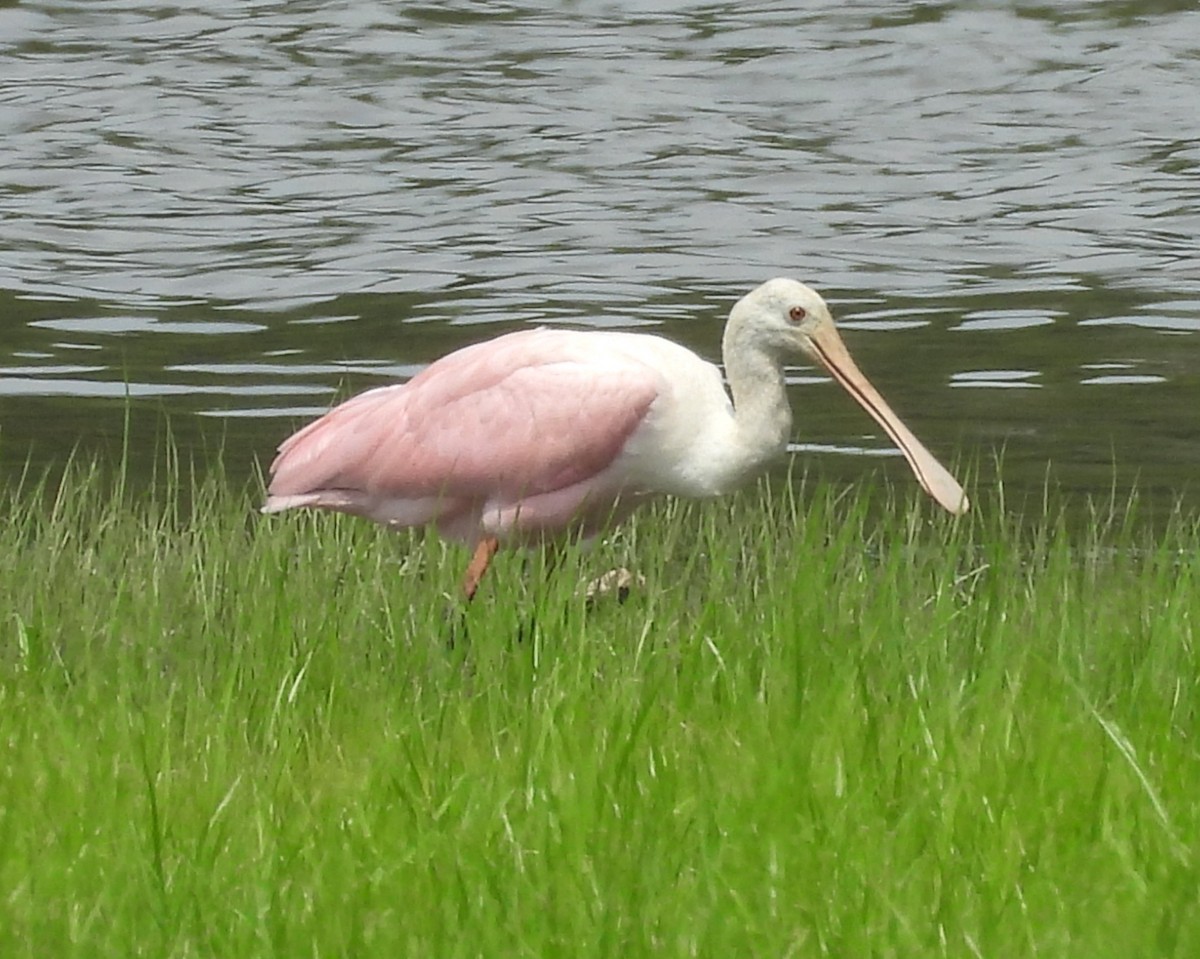 Roseate Spoonbill - ML621550919