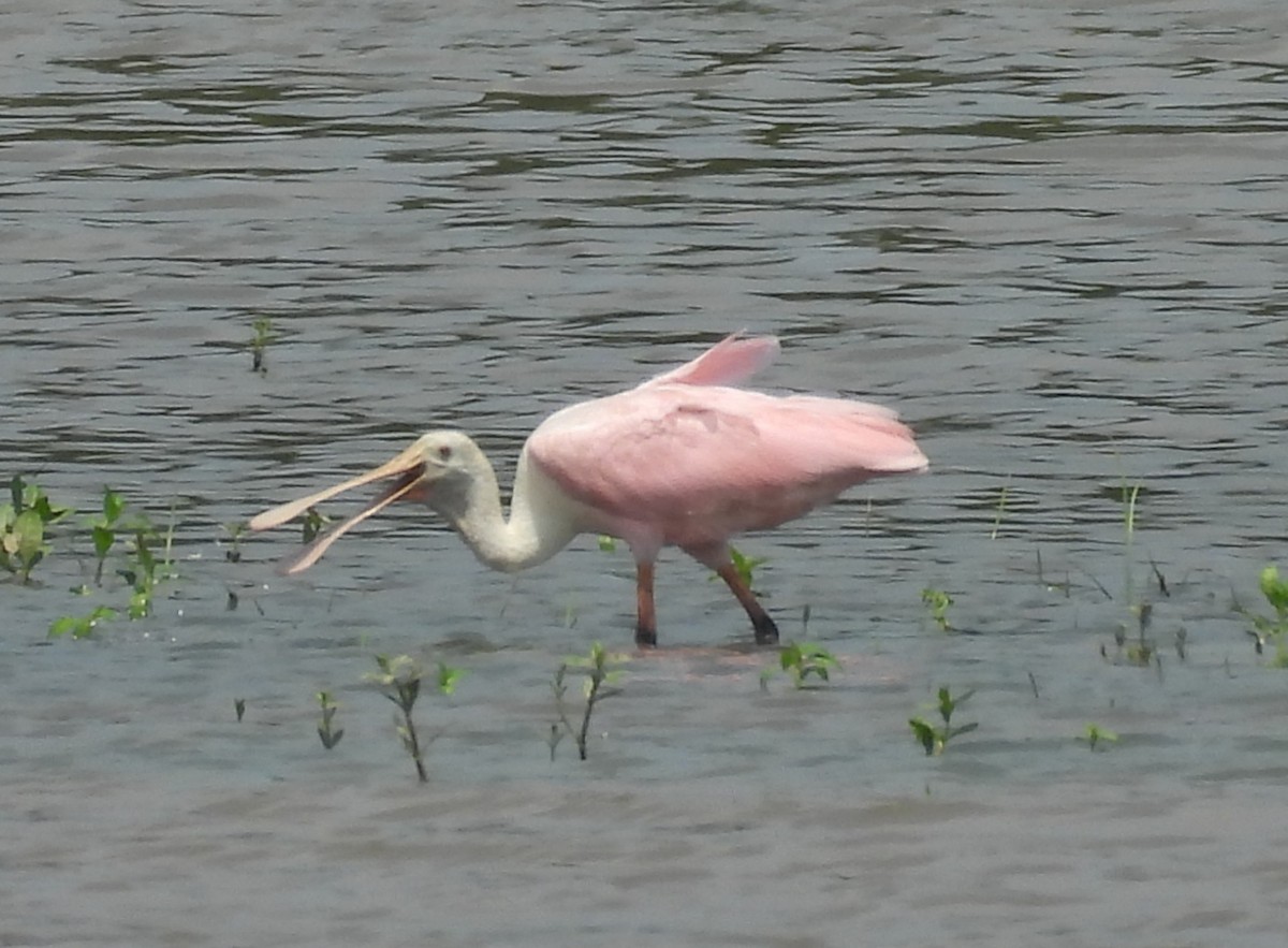 Roseate Spoonbill - ML621550926