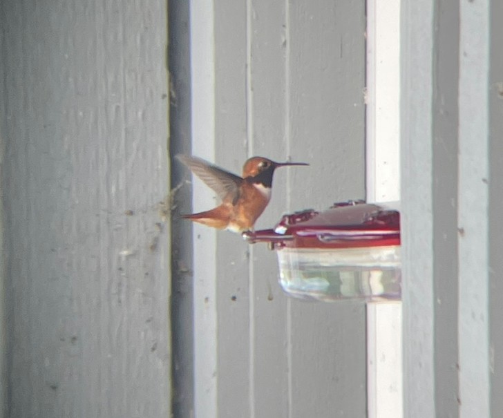 Rufous Hummingbird - ML621550949