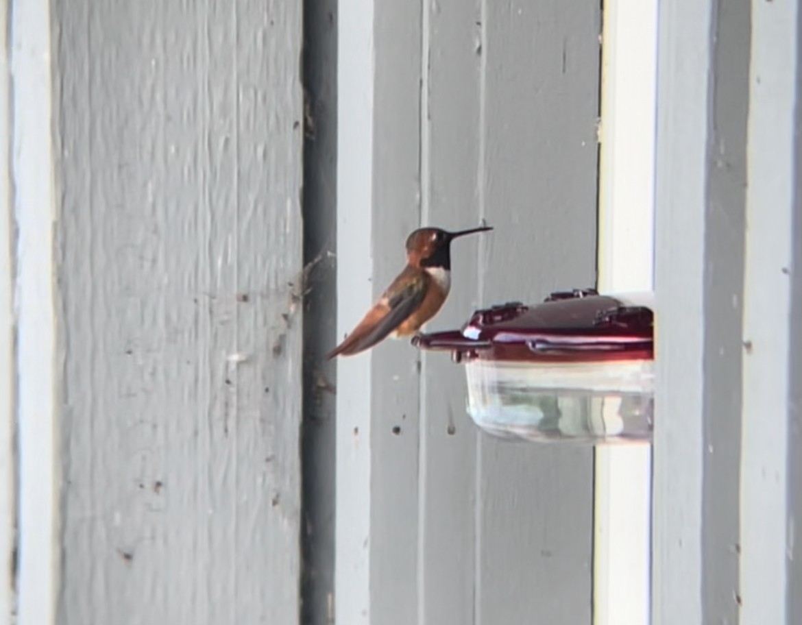 Rufous Hummingbird - ML621550950