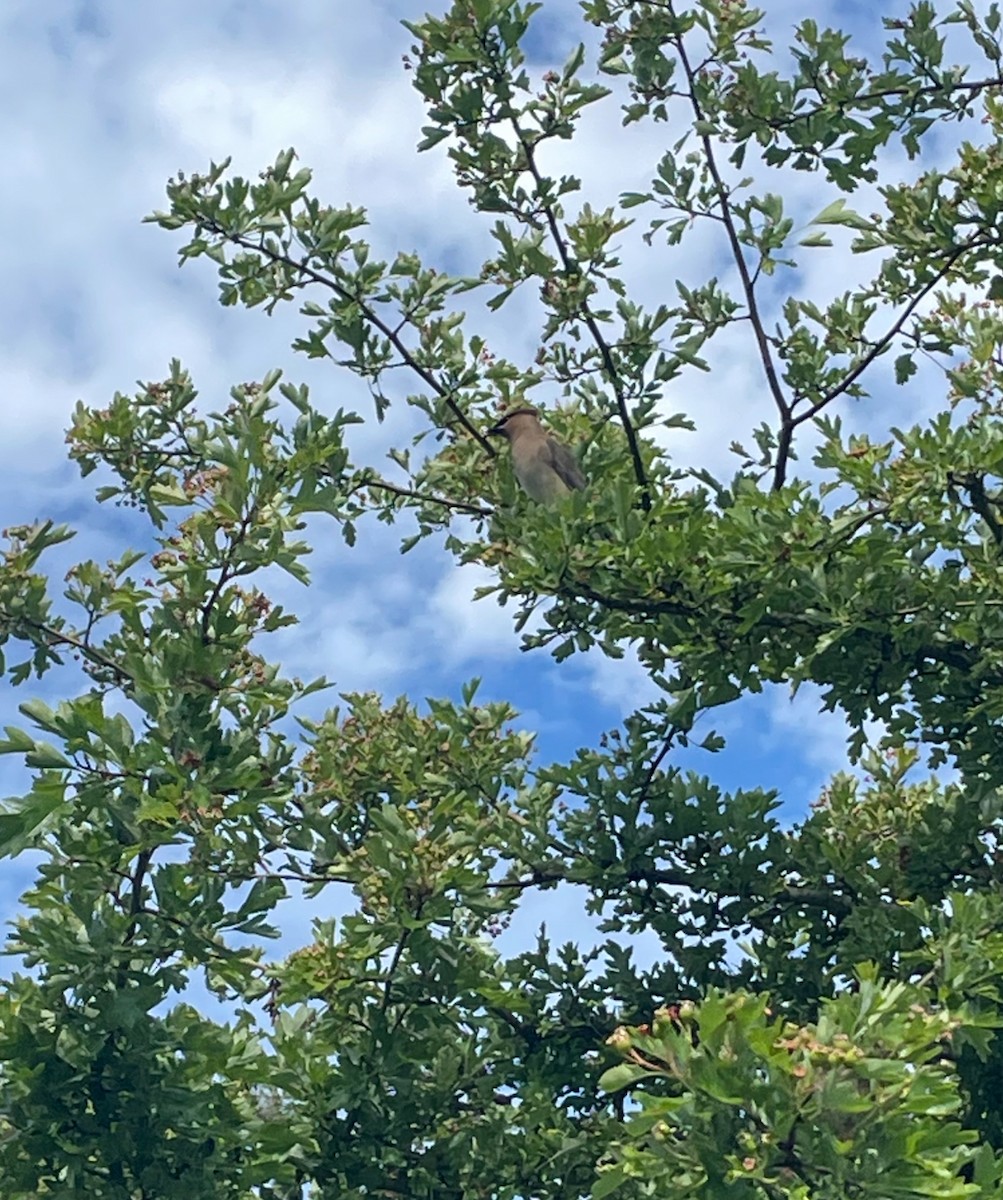 Cedar Waxwing - ML621550955