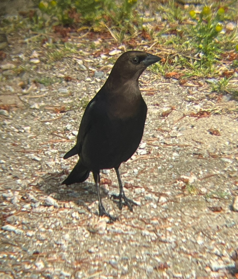 Brown-headed Cowbird - ML621550967