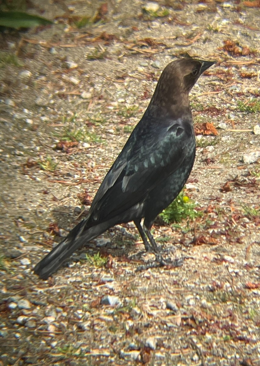 Brown-headed Cowbird - ML621550968