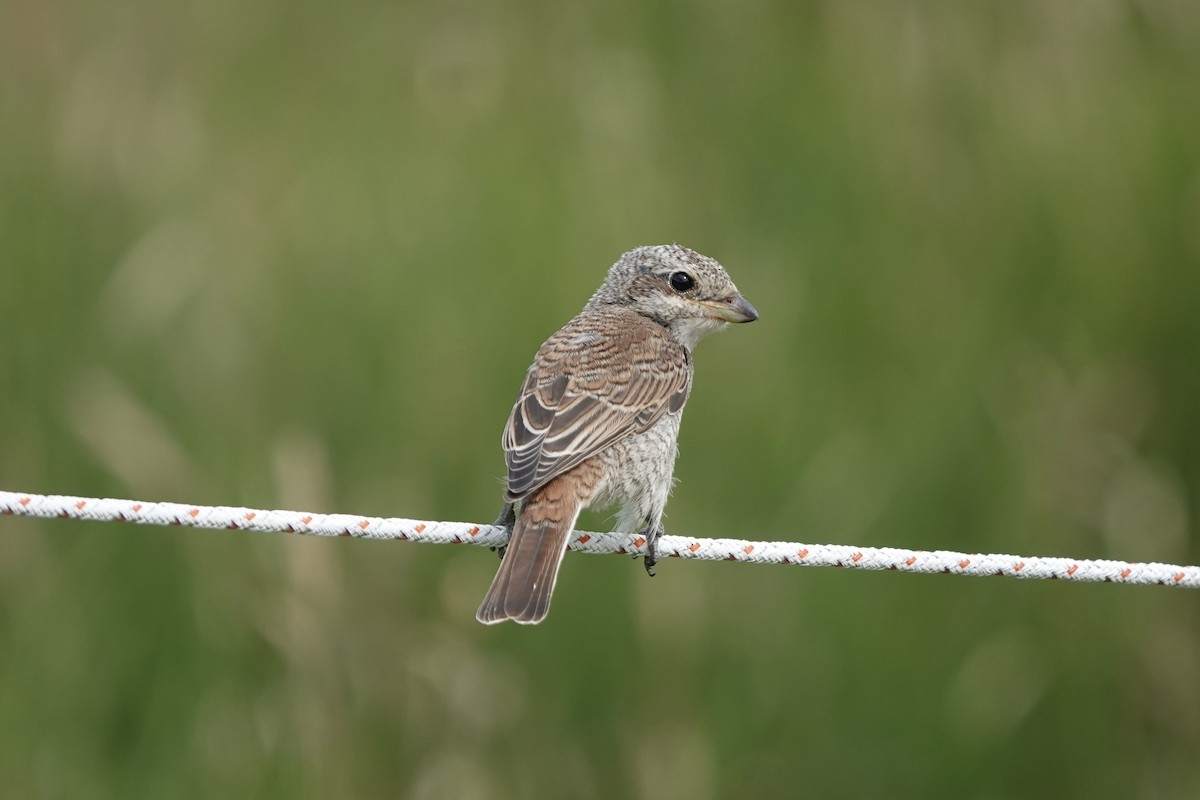 Red-backed Shrike - ML621550973