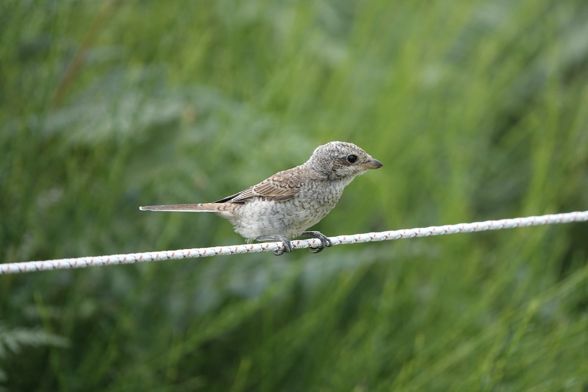 Red-backed Shrike - ML621550974