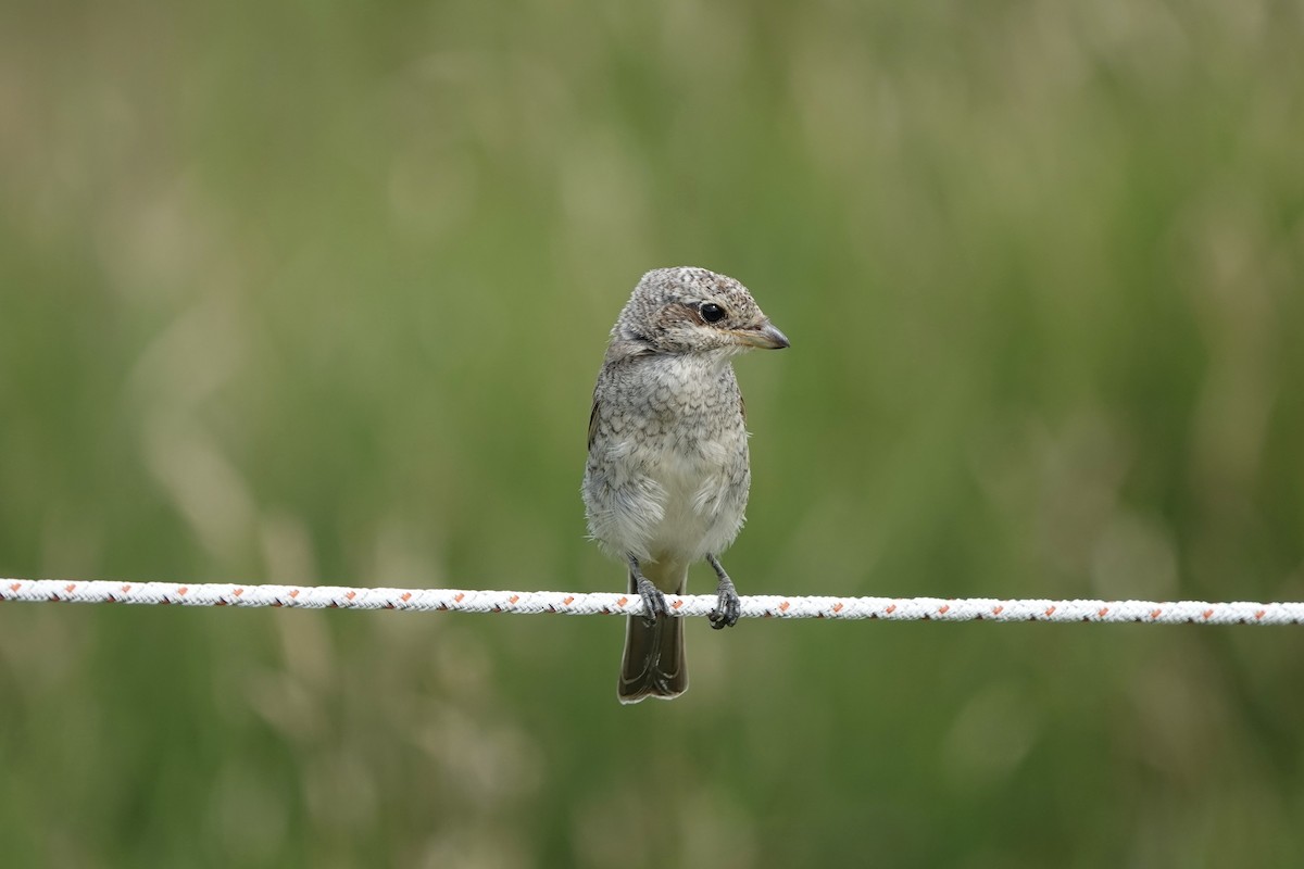 Red-backed Shrike - Karin Karmann