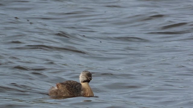 Hoary-headed Grebe - ML621550988