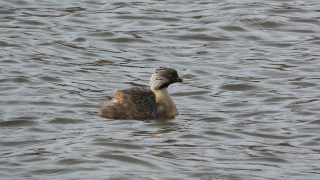 Hoary-headed Grebe - ML621550992