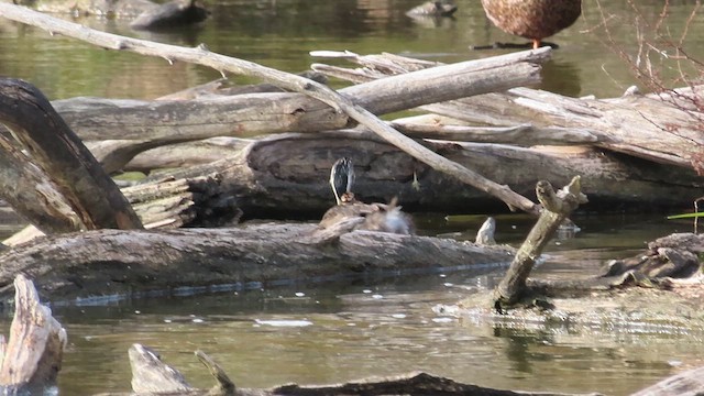 Hoary-headed Grebe - ML621550993