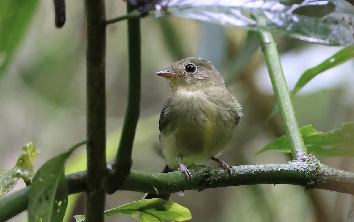 Orange-crested Flycatcher - ML621551009