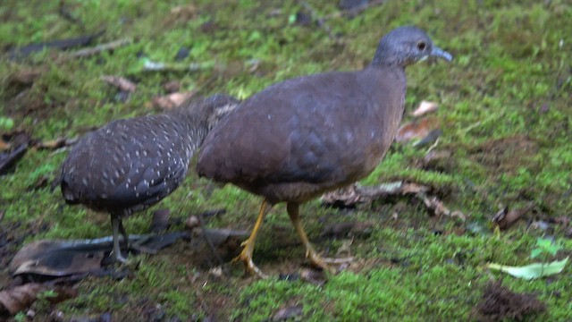 Little Tinamou - ML621551058