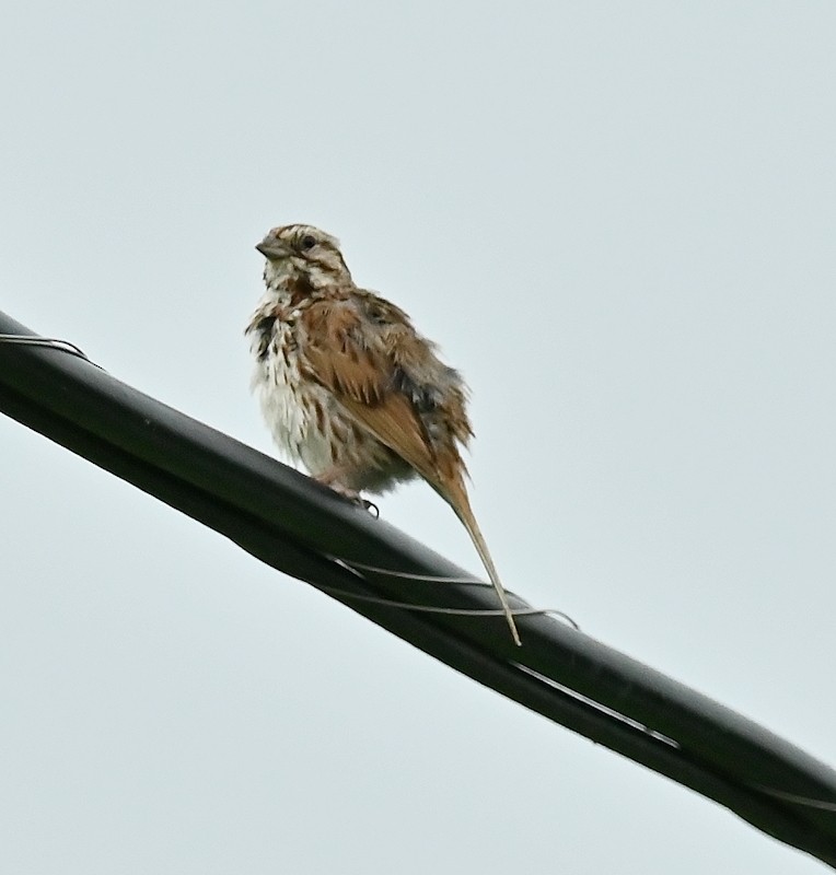 Song Sparrow - ML621551085