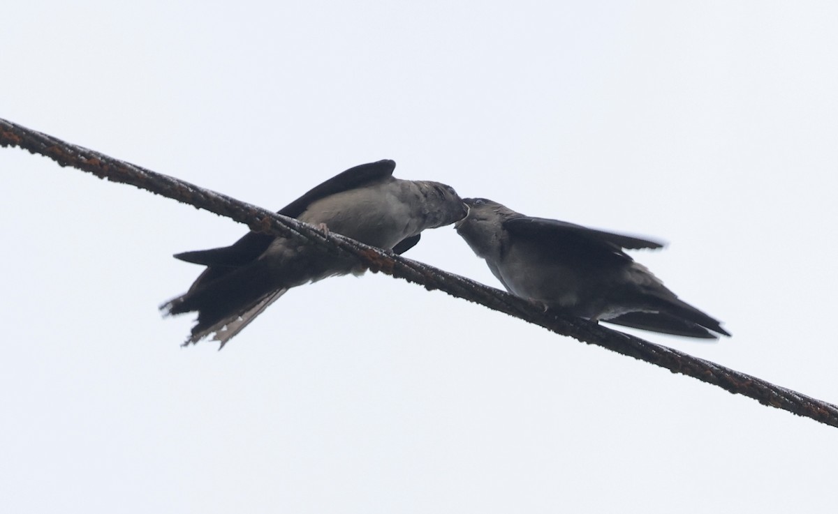White-thighed Swallow - ML621551104