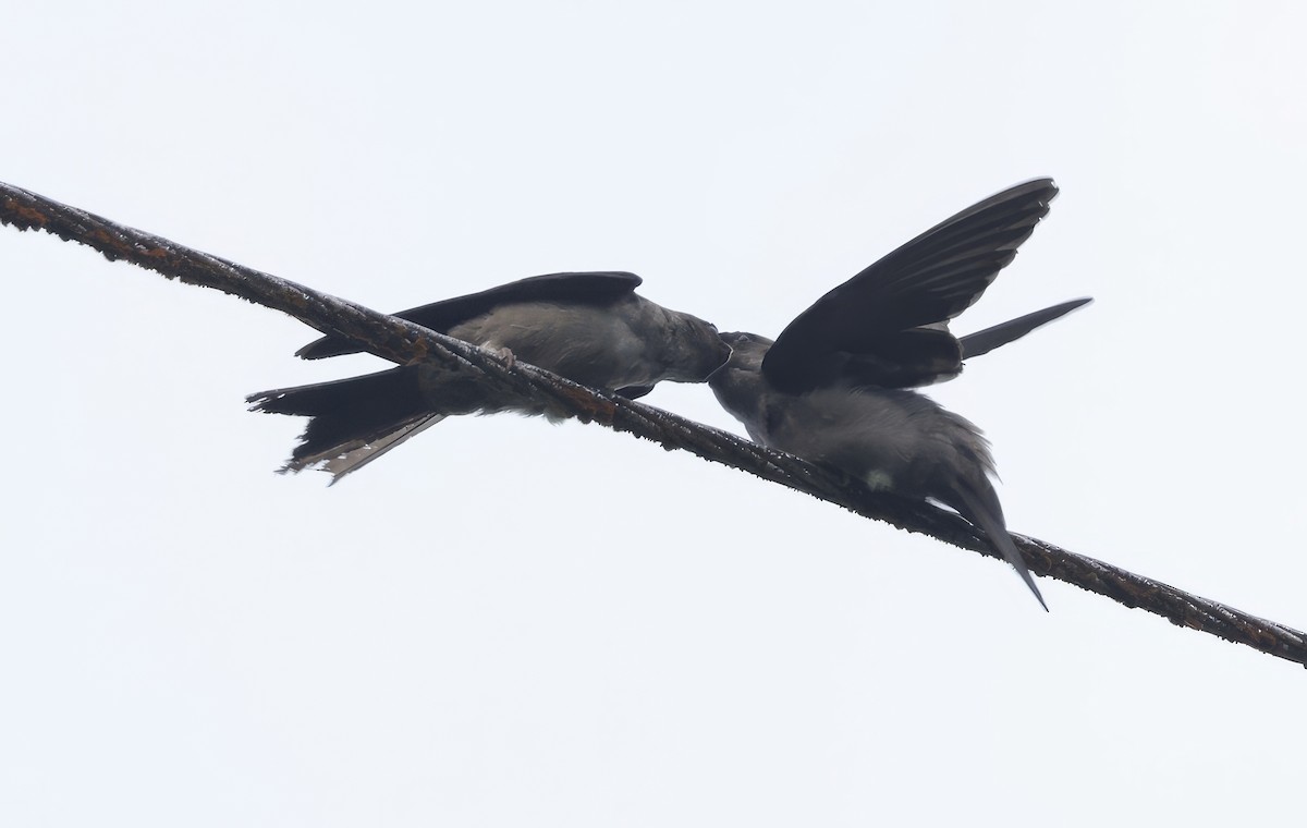White-thighed Swallow - ML621551106