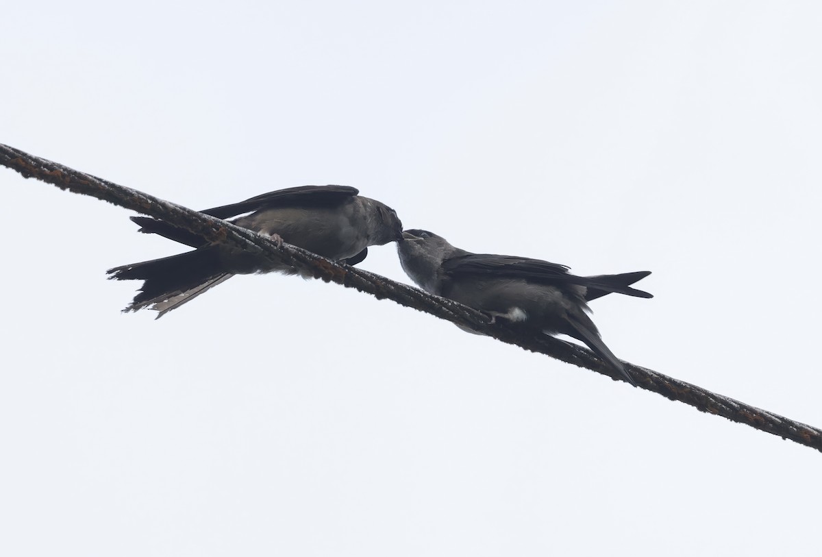 White-thighed Swallow - ML621551107
