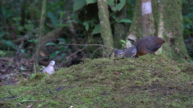 Gray-fronted Dove - ML621551120
