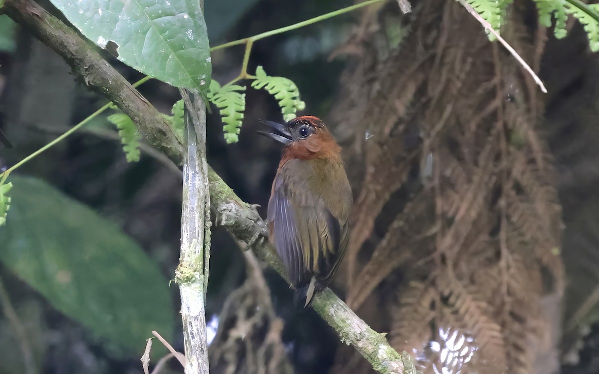 Rufous-breasted Piculet - Anne Bielamowicz