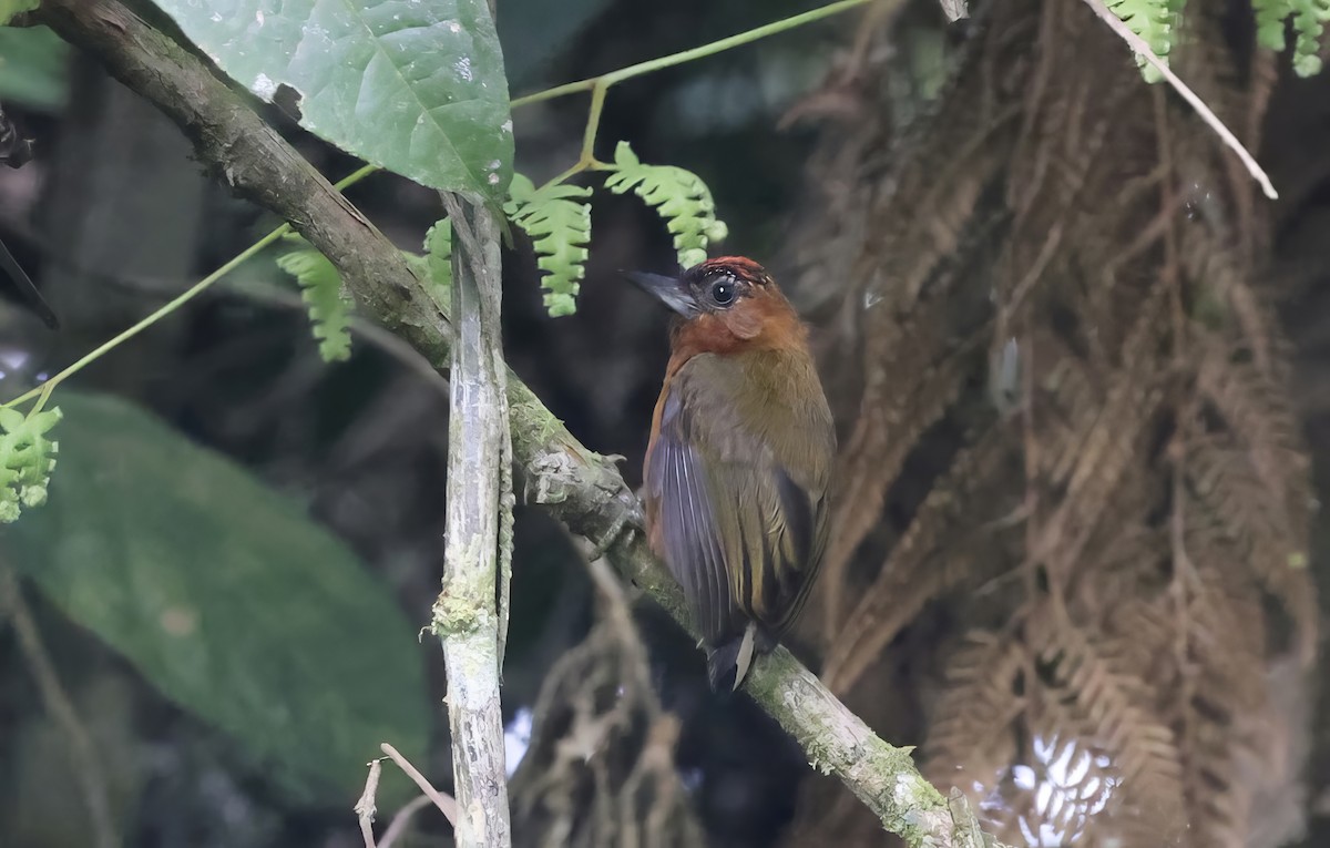 Rufous-breasted Piculet - Anne Bielamowicz
