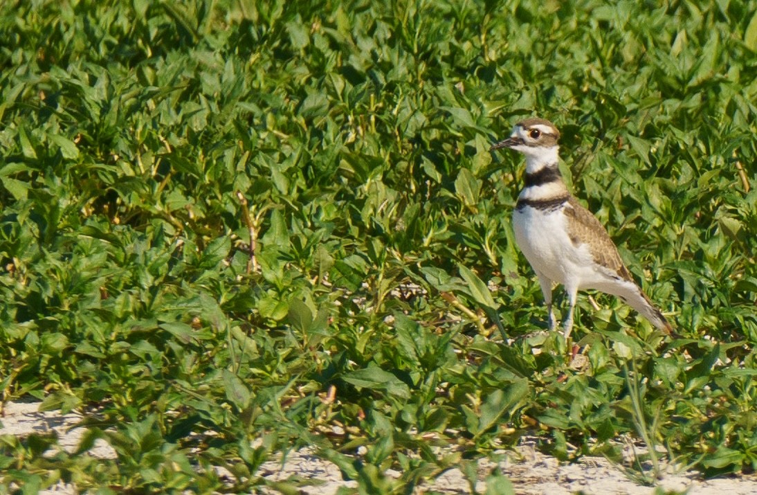 Killdeer - ML621551163