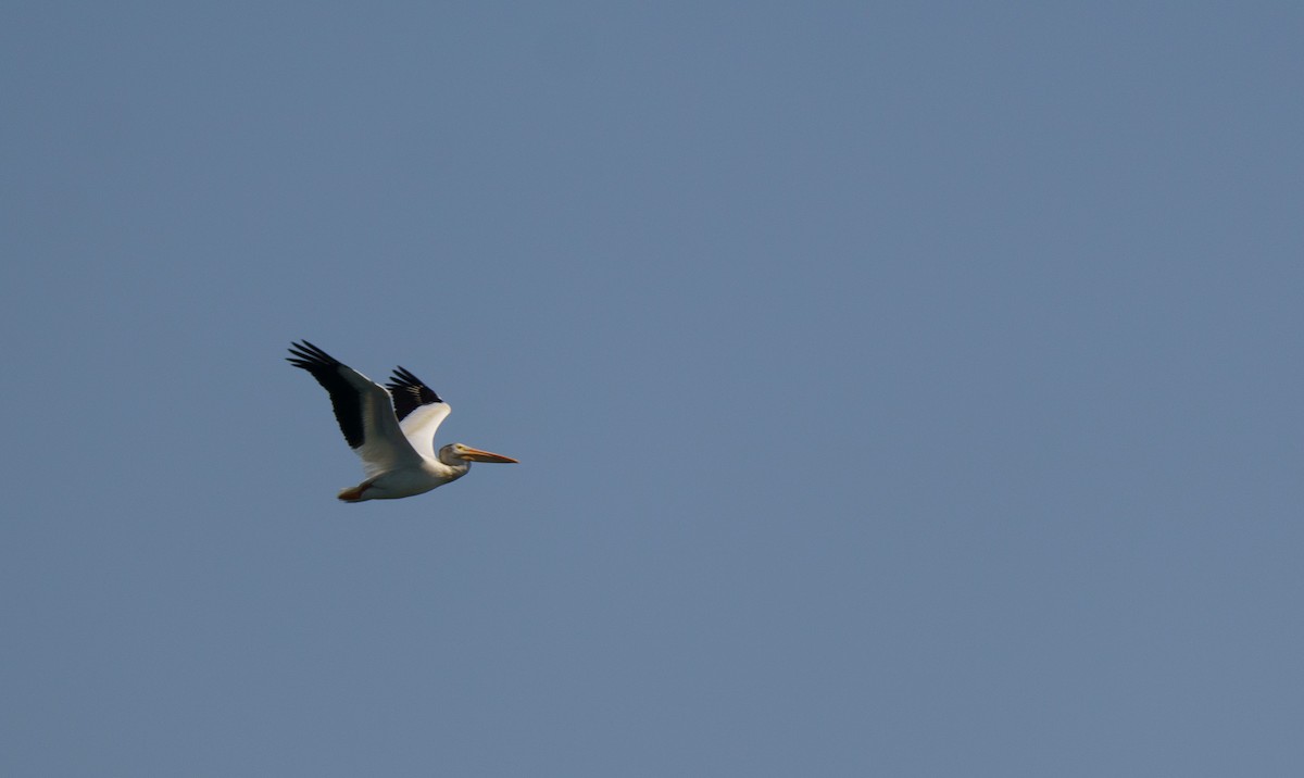 American White Pelican - ML621551170