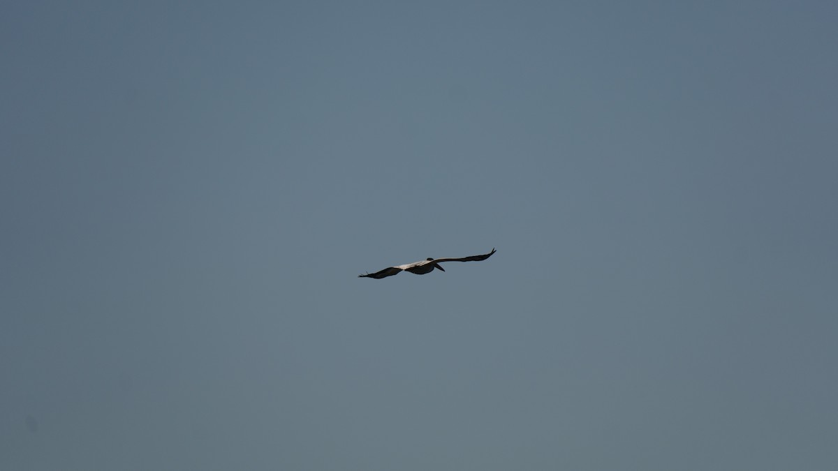 American White Pelican - ML621551171