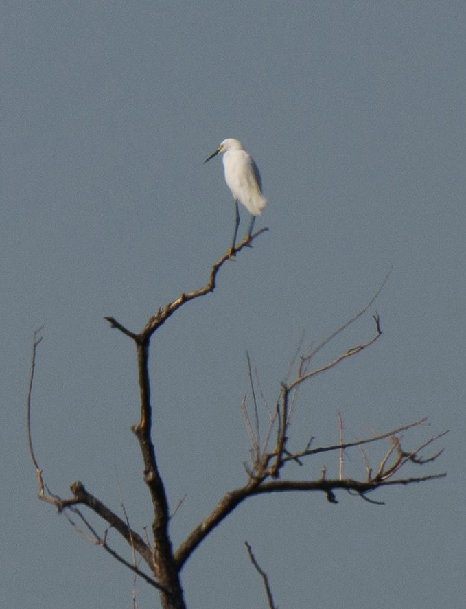 Snowy Egret - ML621551194