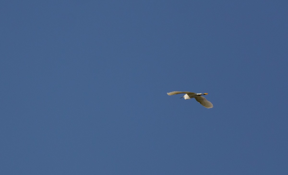 Snowy Egret - ML621551195