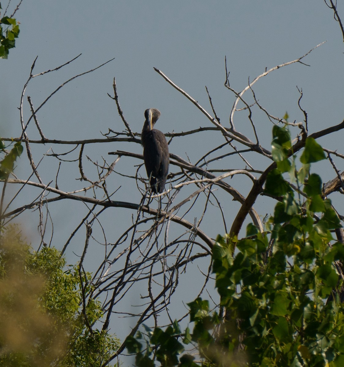 Great Blue Heron - ML621551200