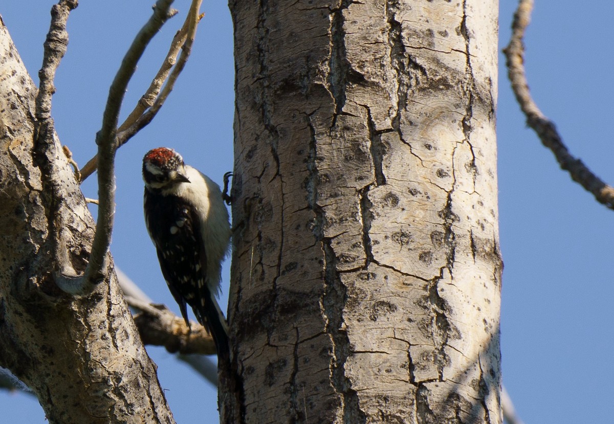 Downy Woodpecker - Robin Trevillian