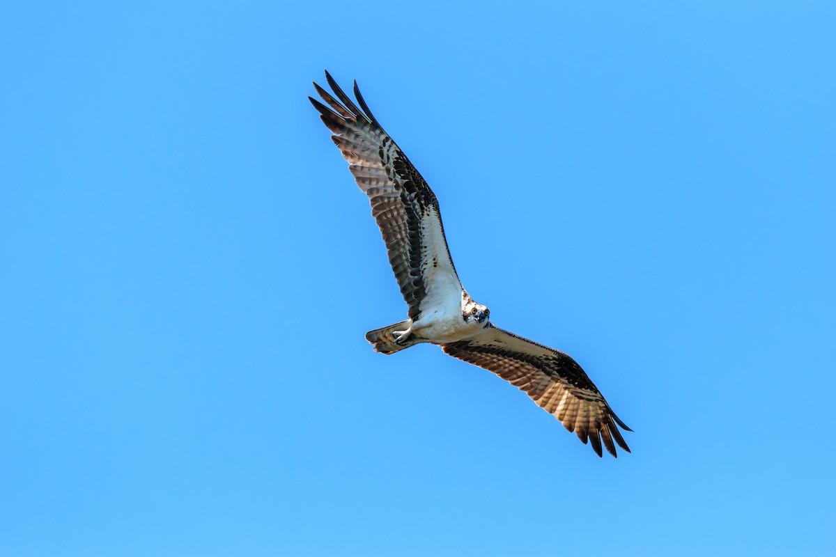 Osprey - ML621551242