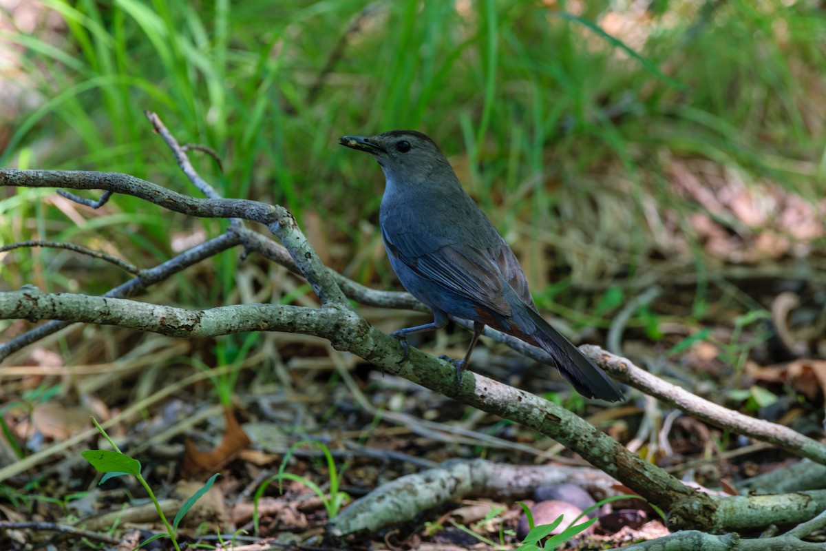 Gray Catbird - ML621551251