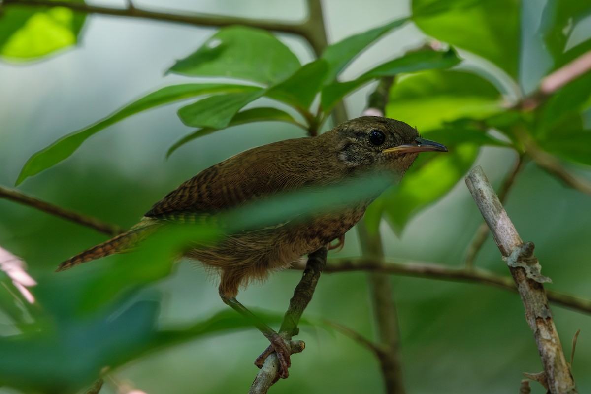 House Wren - ML621551254