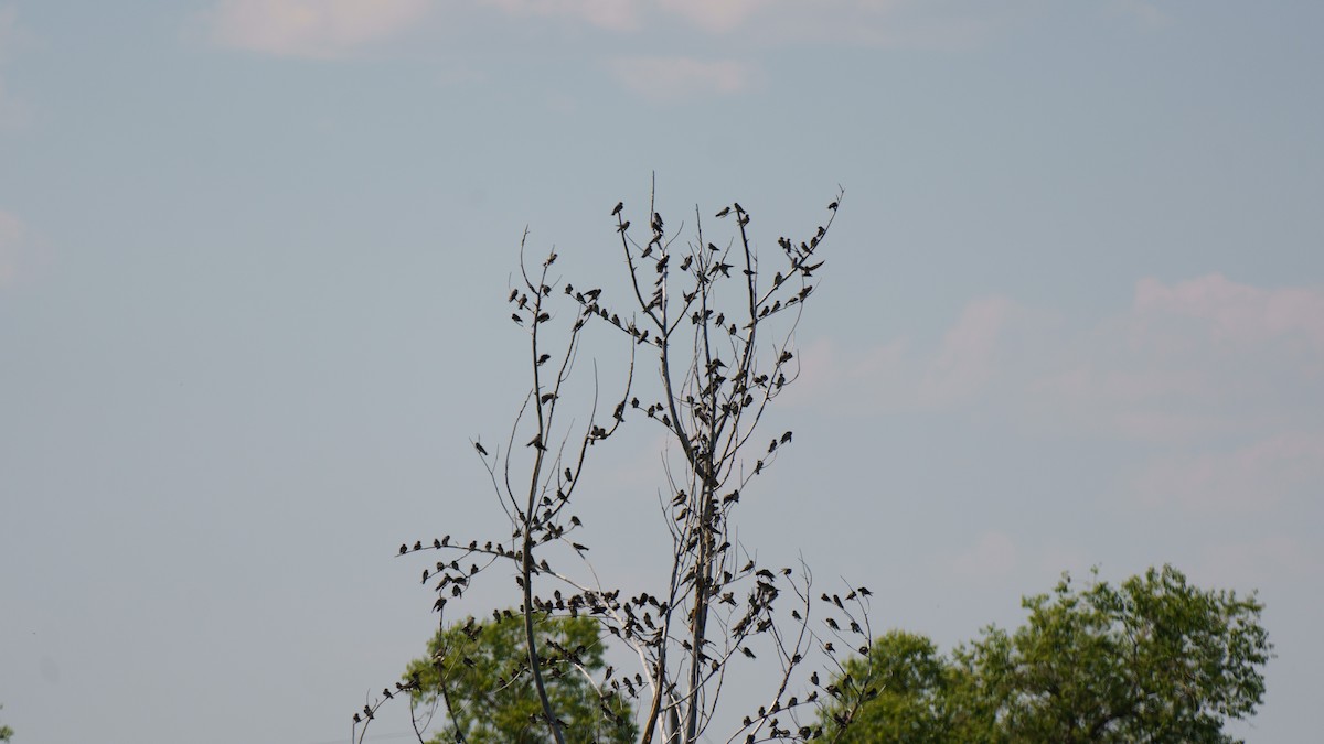 Cliff Swallow - Robin Trevillian