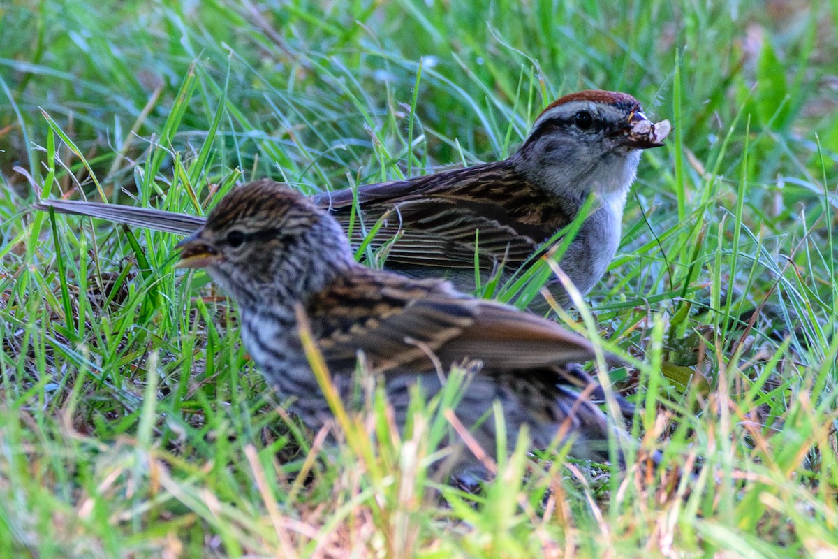 Chipping Sparrow - ML621551264