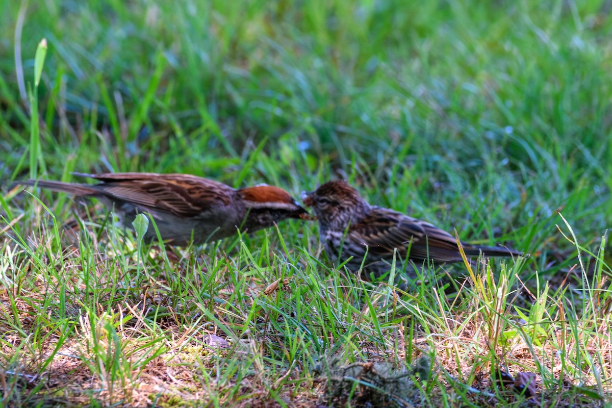 Chipping Sparrow - ML621551265