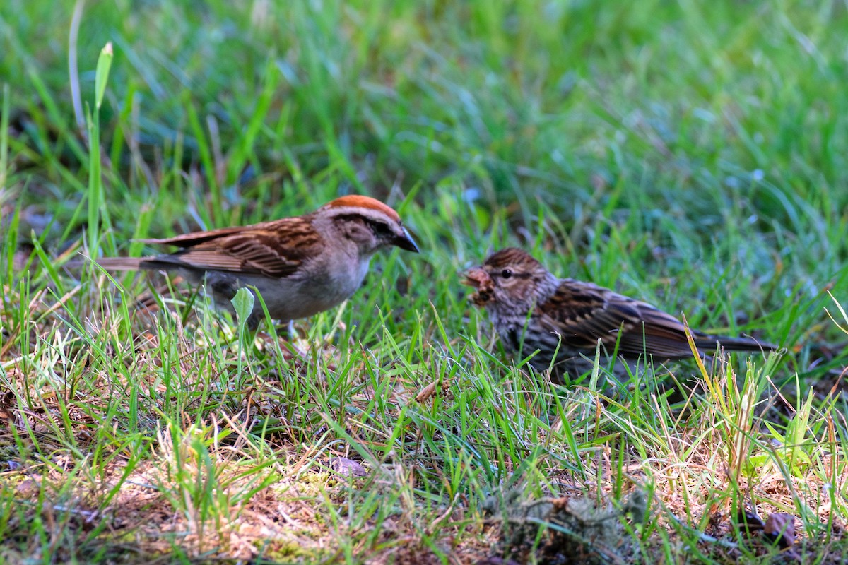 Chipping Sparrow - ML621551266