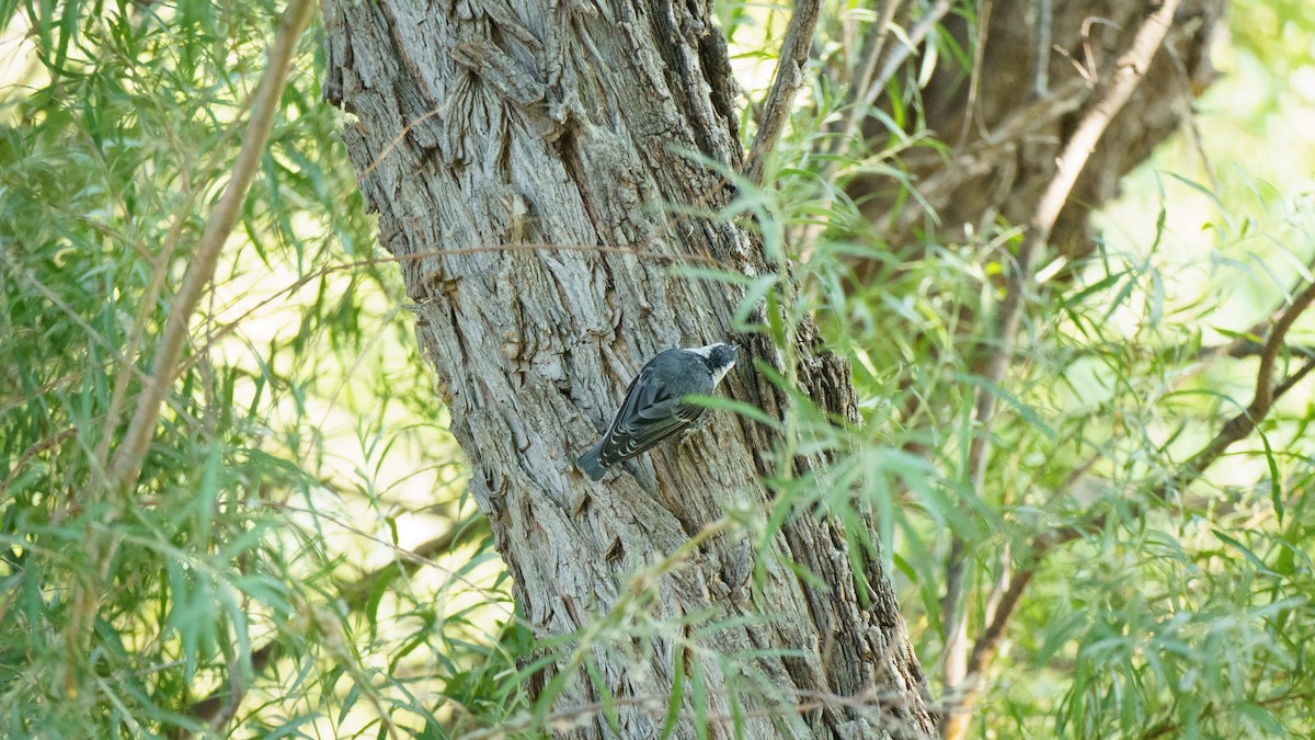 White-breasted Nuthatch - ML621551271