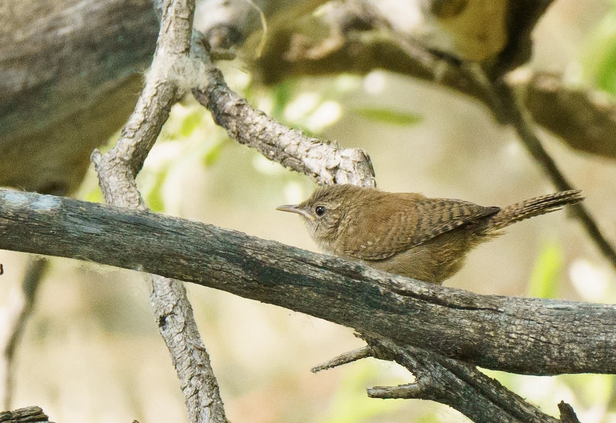 House Wren - ML621551273